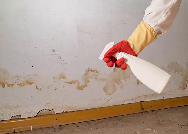 Your Water Restoration and Mold Remediation Specialists in Dawsonville, GA