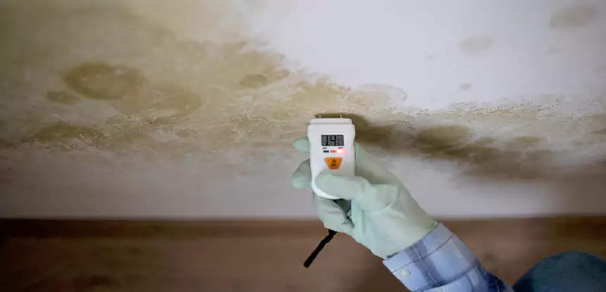 Emergency Mold Remediation in Dawsonville